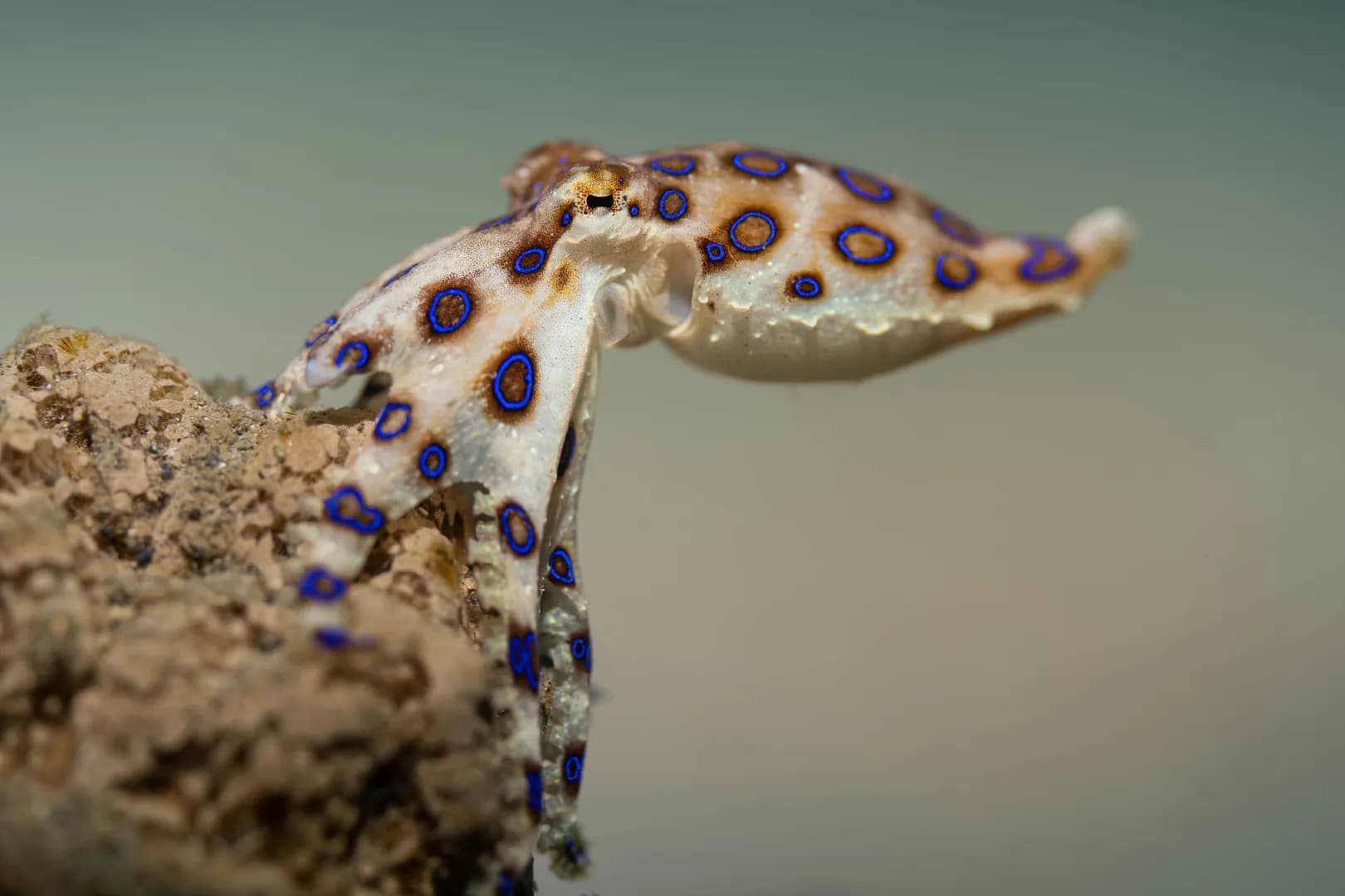 Blue Ring Octopus