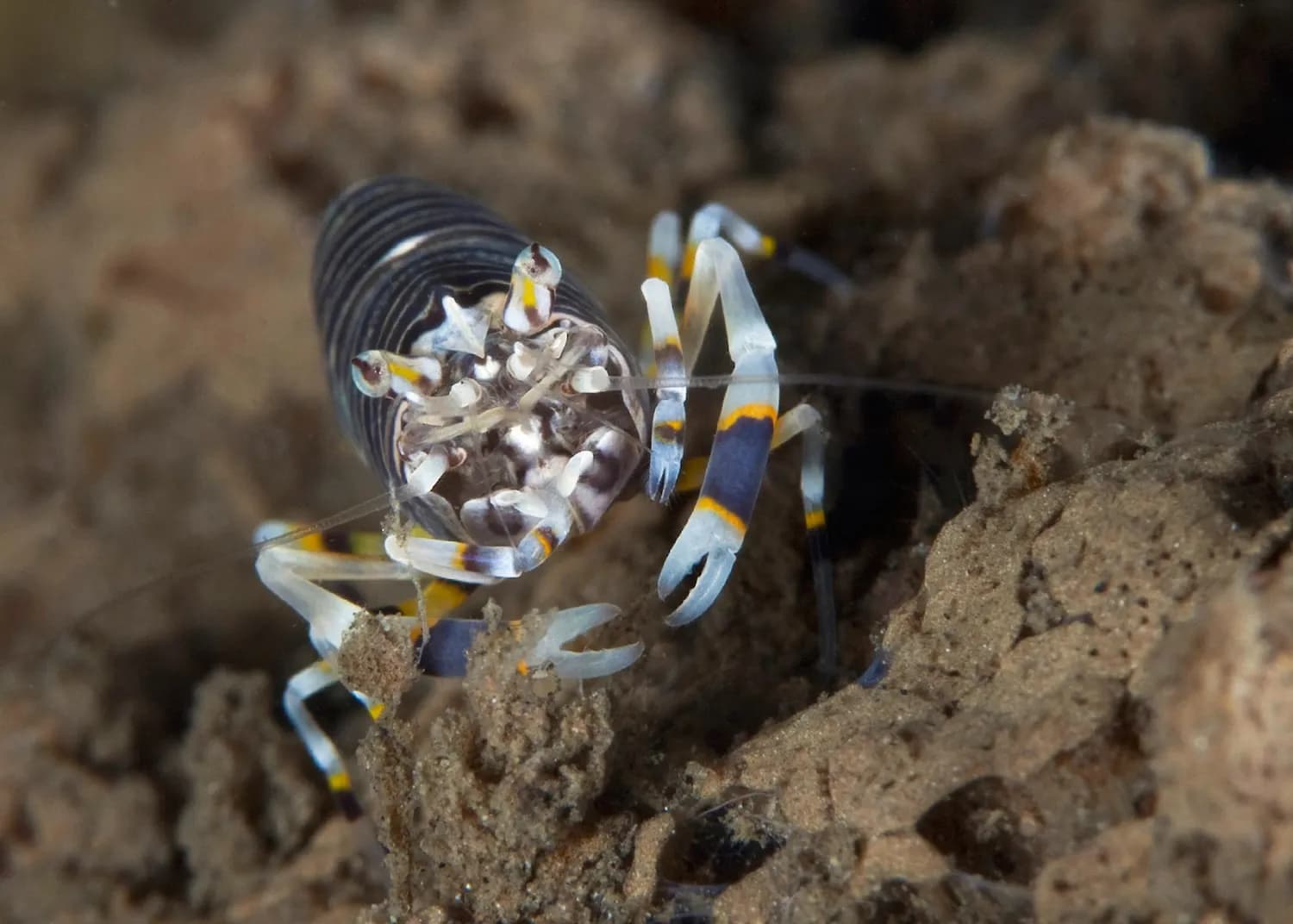 Bumblebee Shrimp, Billy Watson