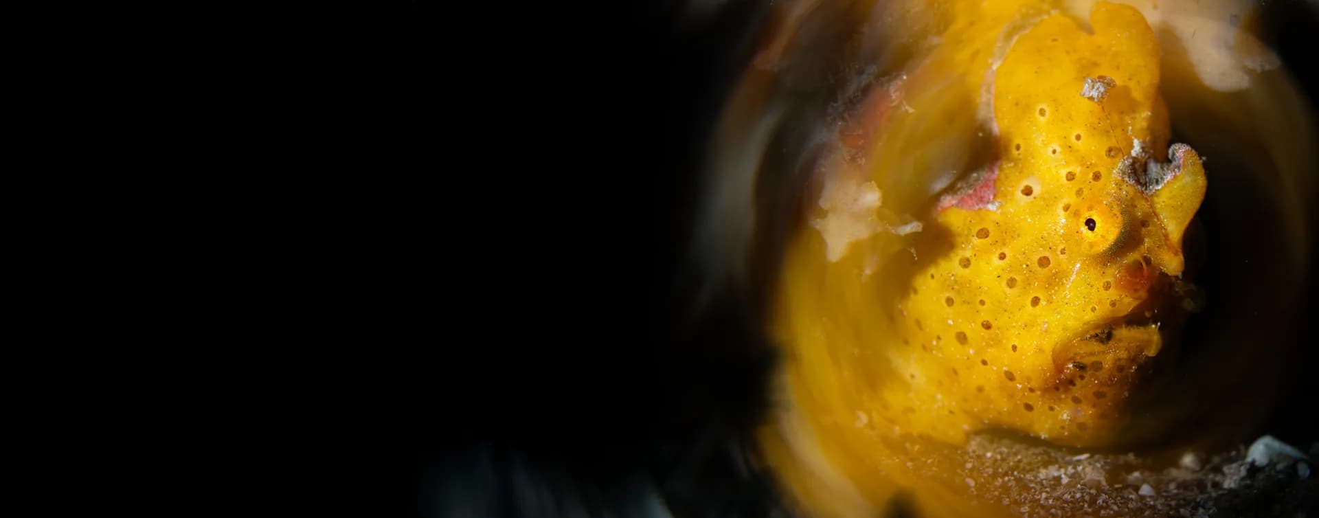 Painted Frogfish Banner