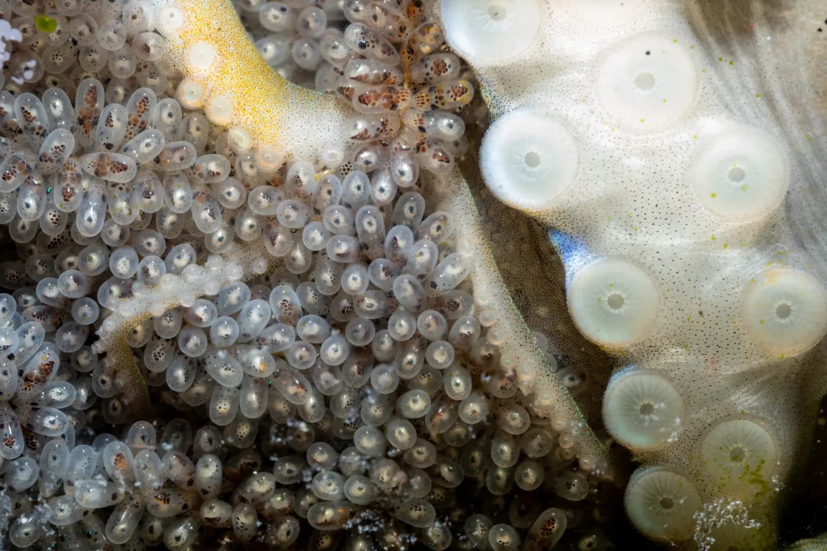 Coconut Octopus eggs by Lawrence Watkins