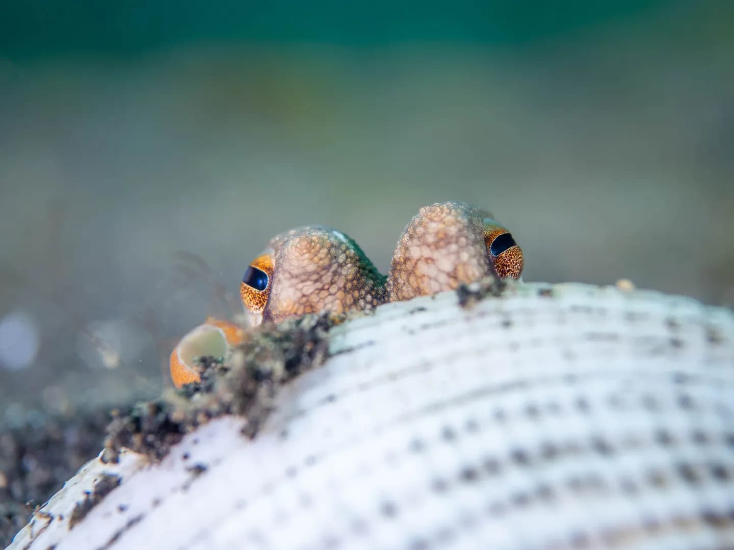 Coconut Octopus by Jacob Guy