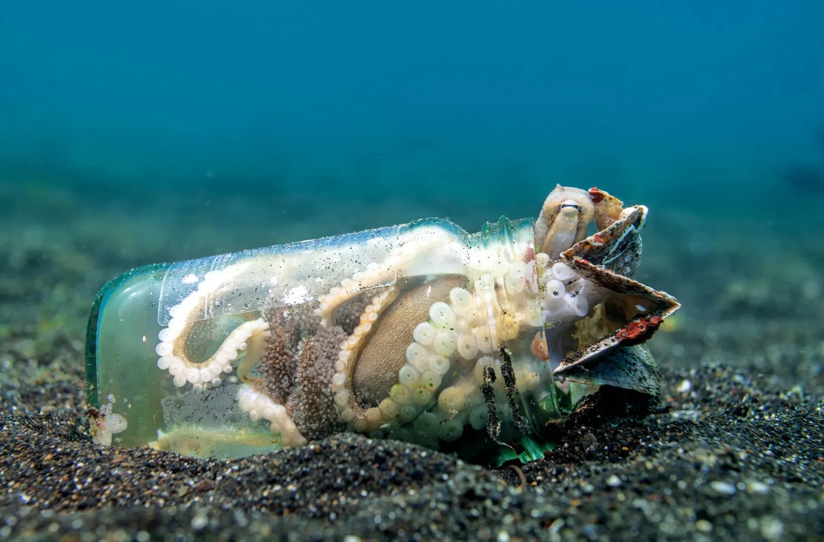 Coconut Octopus by Lawrence Watkins
