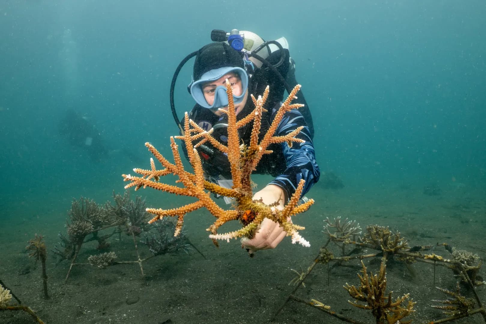 Coral fragment Lawrence Watkins