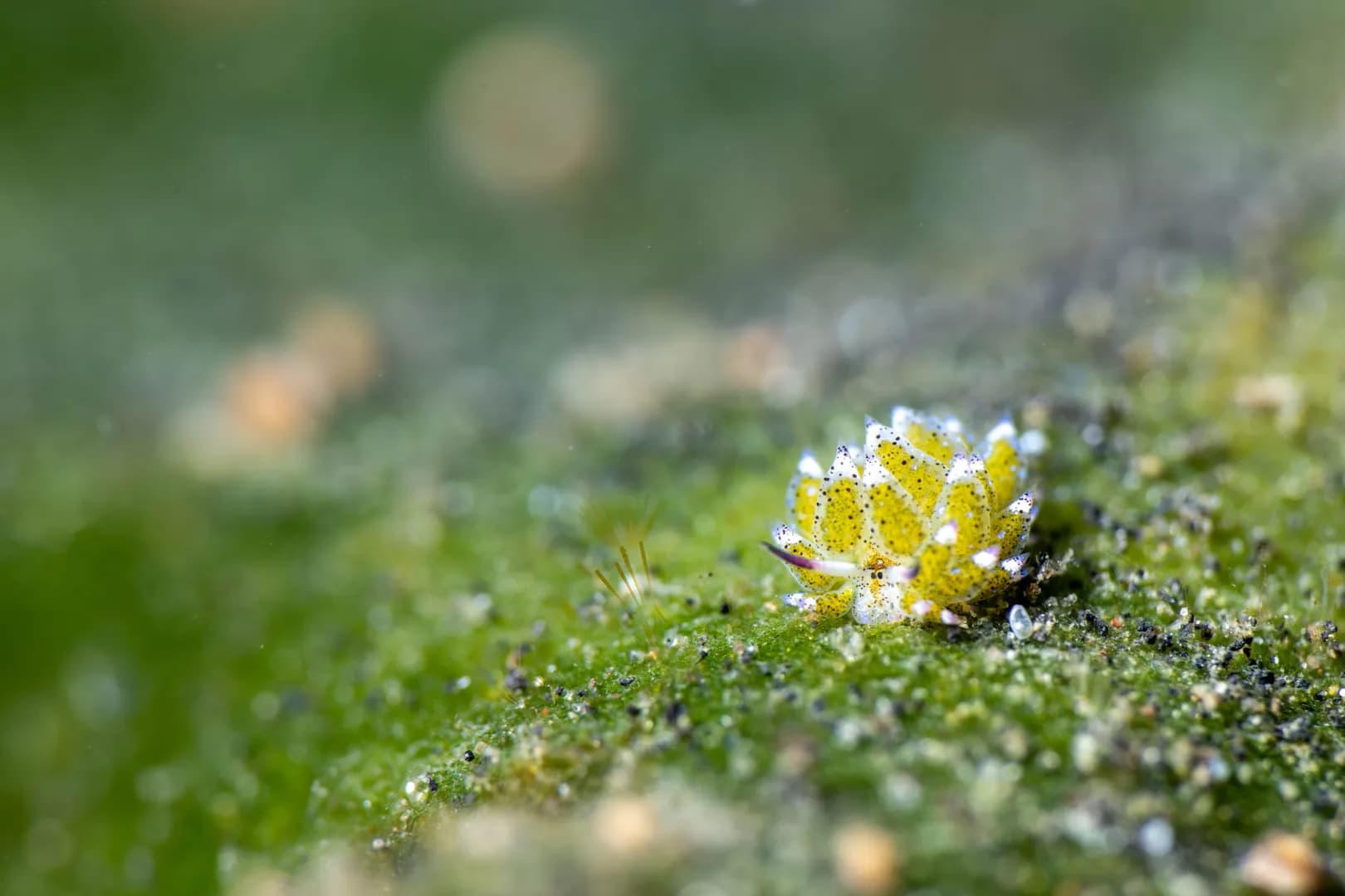Costasiella Kurashimae by Lawrence Watkins