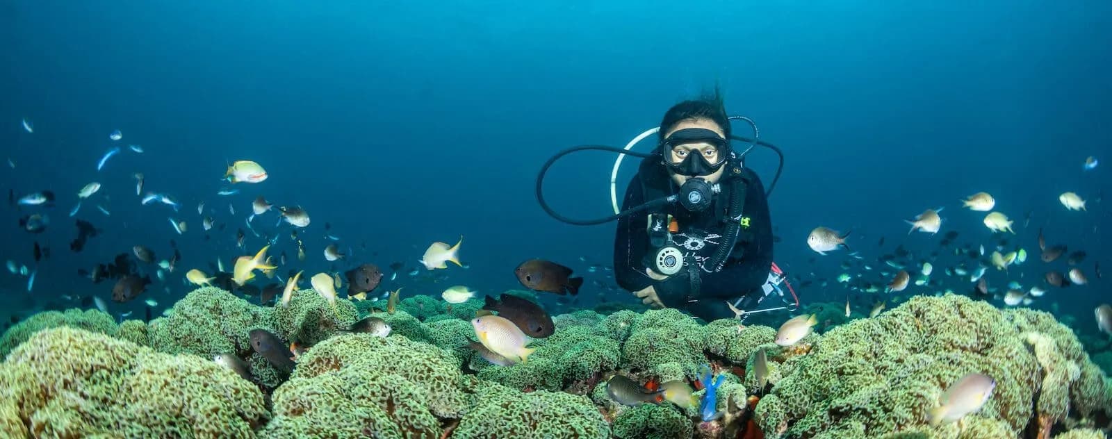 Diver with school of fish at Lembeh strait