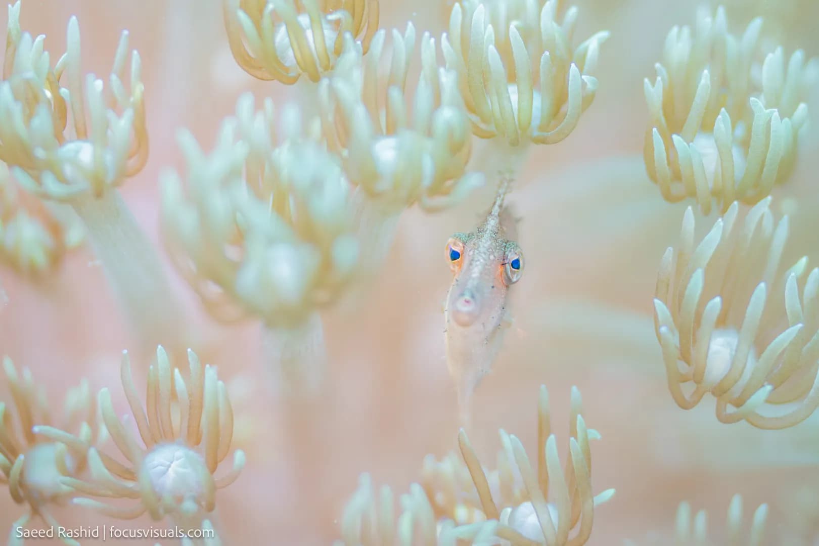 File Fish, Saeed Rashid