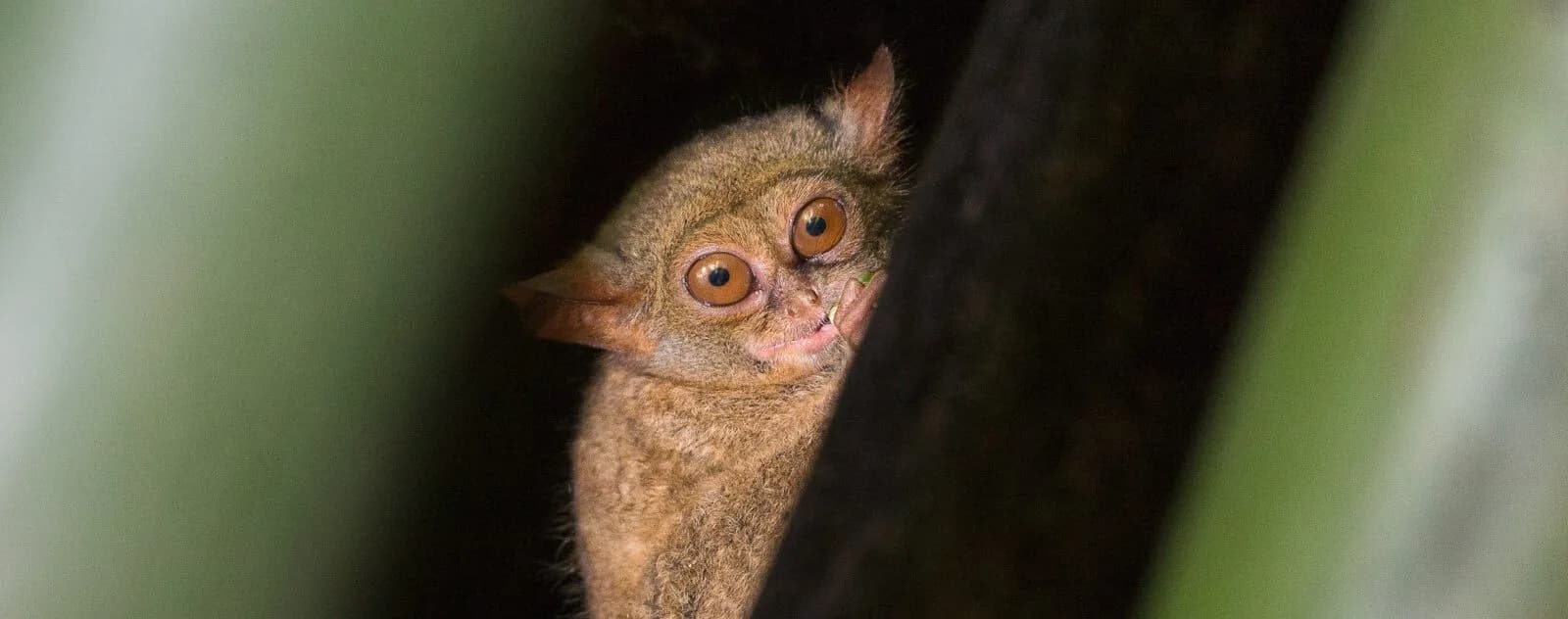 Tangkoko National Forest: Tarsiers