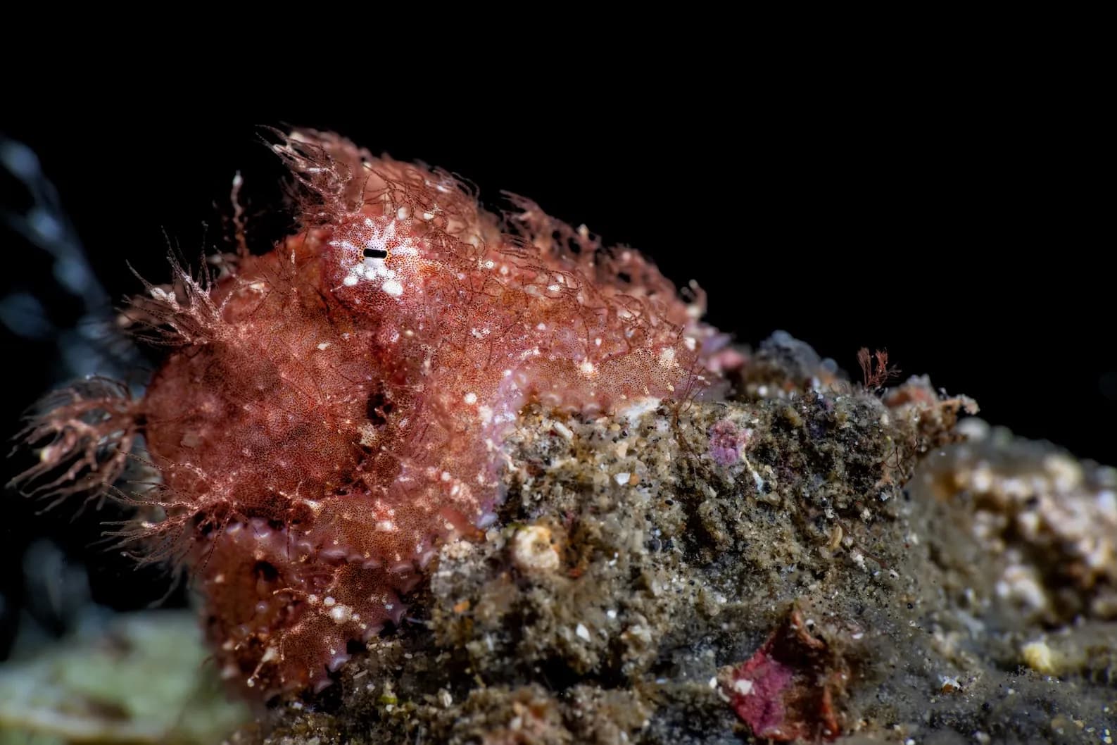 Hairy Ocotpus - Lawrence G Watkins V