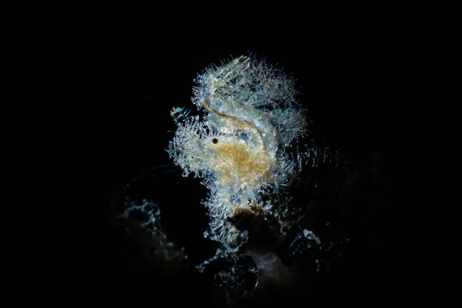 Hairy Shrimp, James Emery