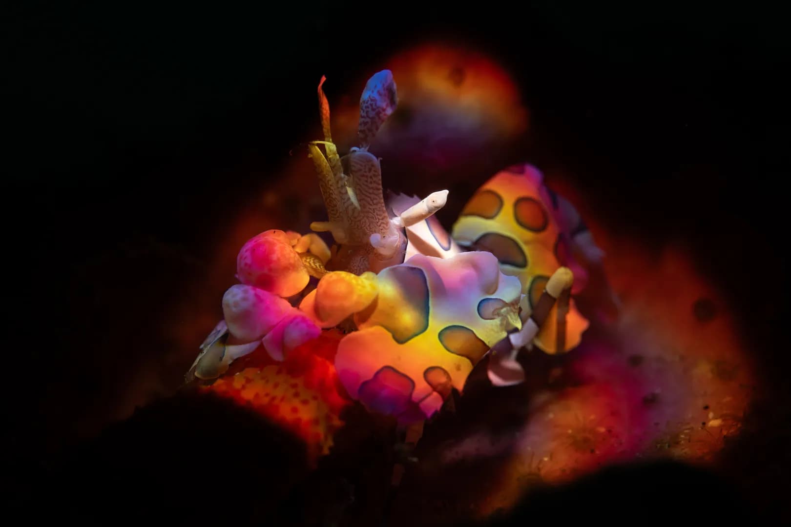 Harlequin Shrimp, Lawrence G Watkins , Shot using Rainbowizer & Snoot