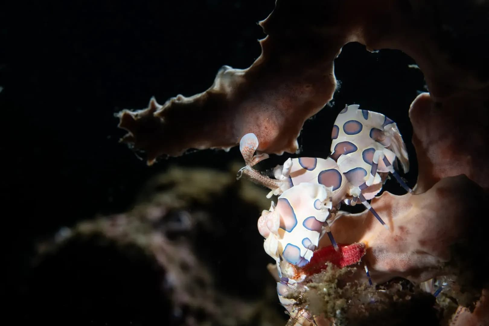 Harlequin Shrimp, Lawrence G Watkins
