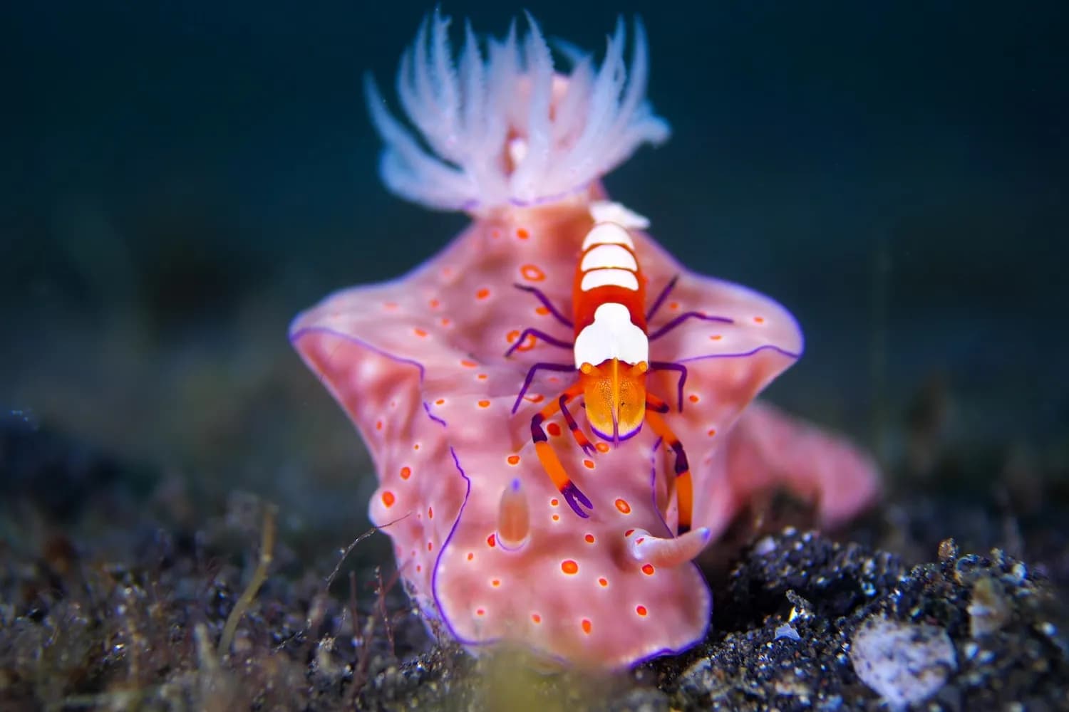 ceratosoma trilobatum by Jacob Guy