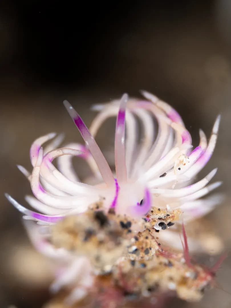 Sakuraeolis by Jacob Guy