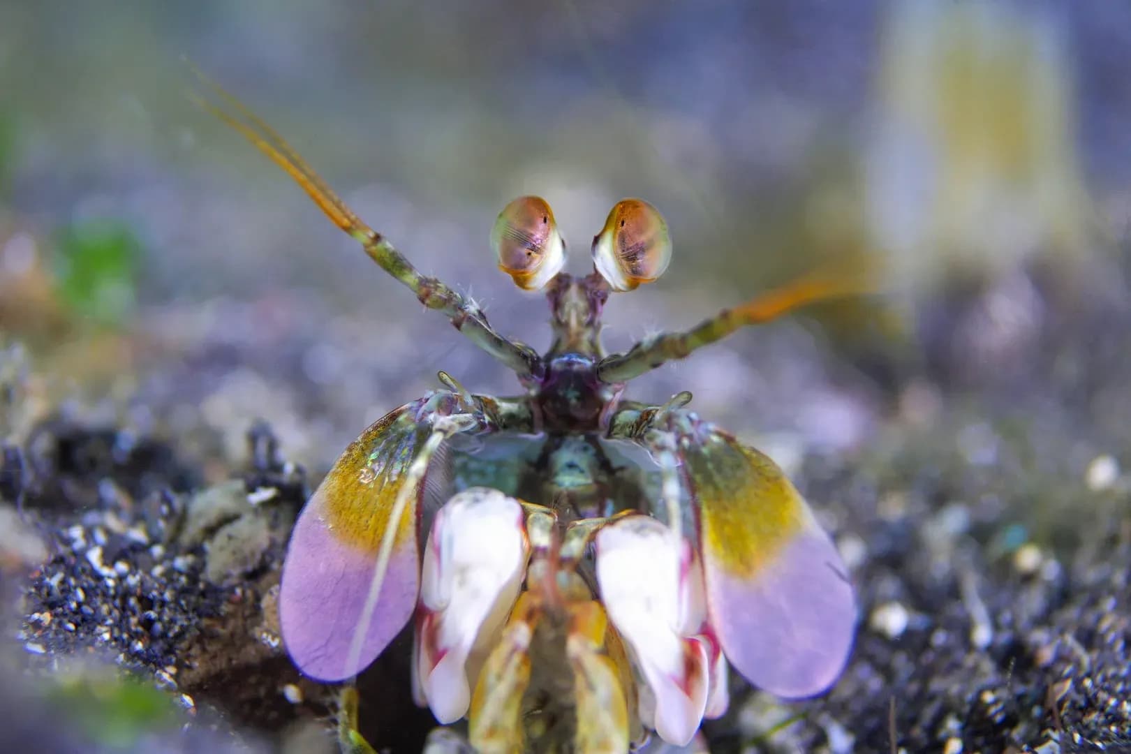 Jacob - Mantis Shrimp