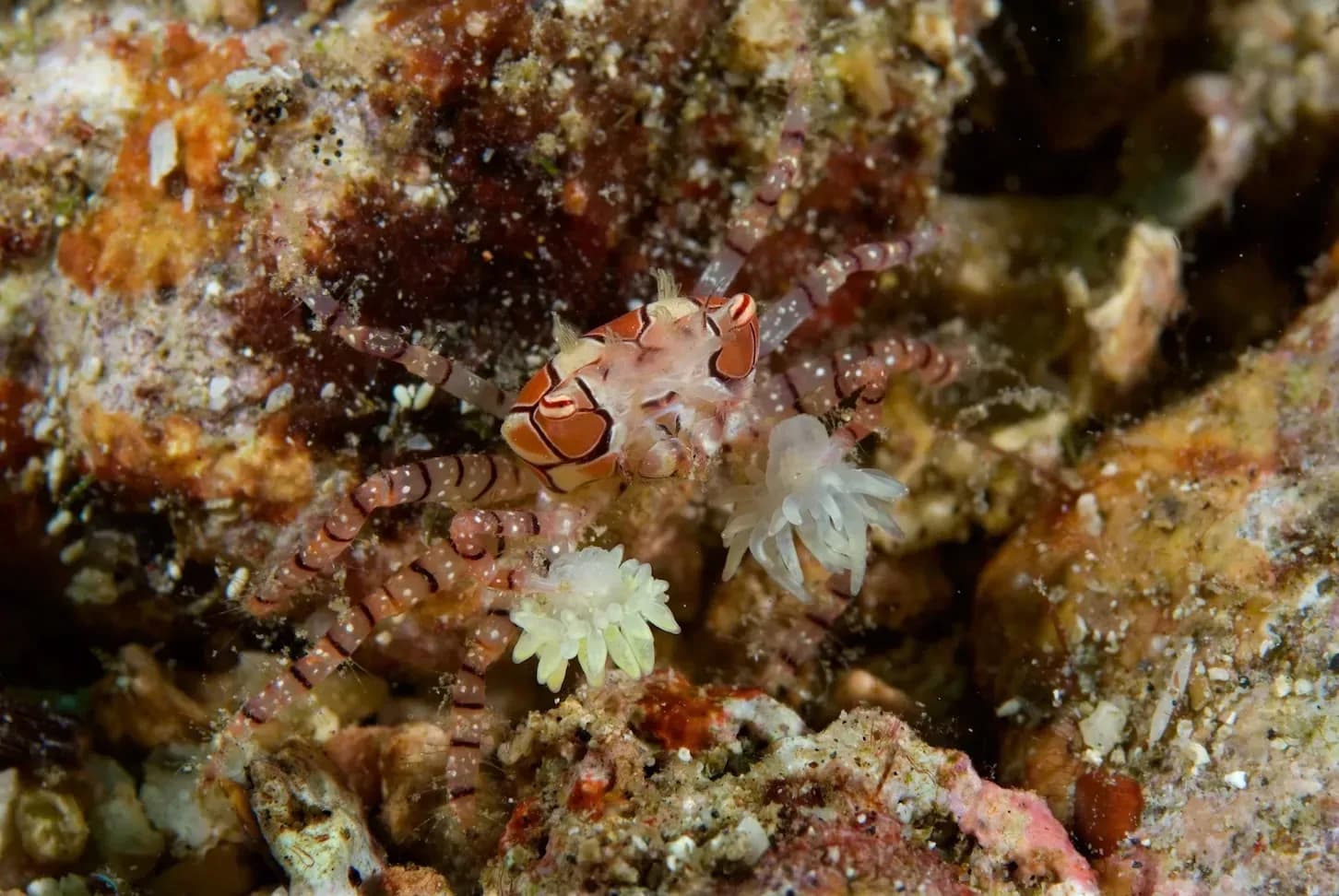 Boxer Crab - Jones - Shimlock