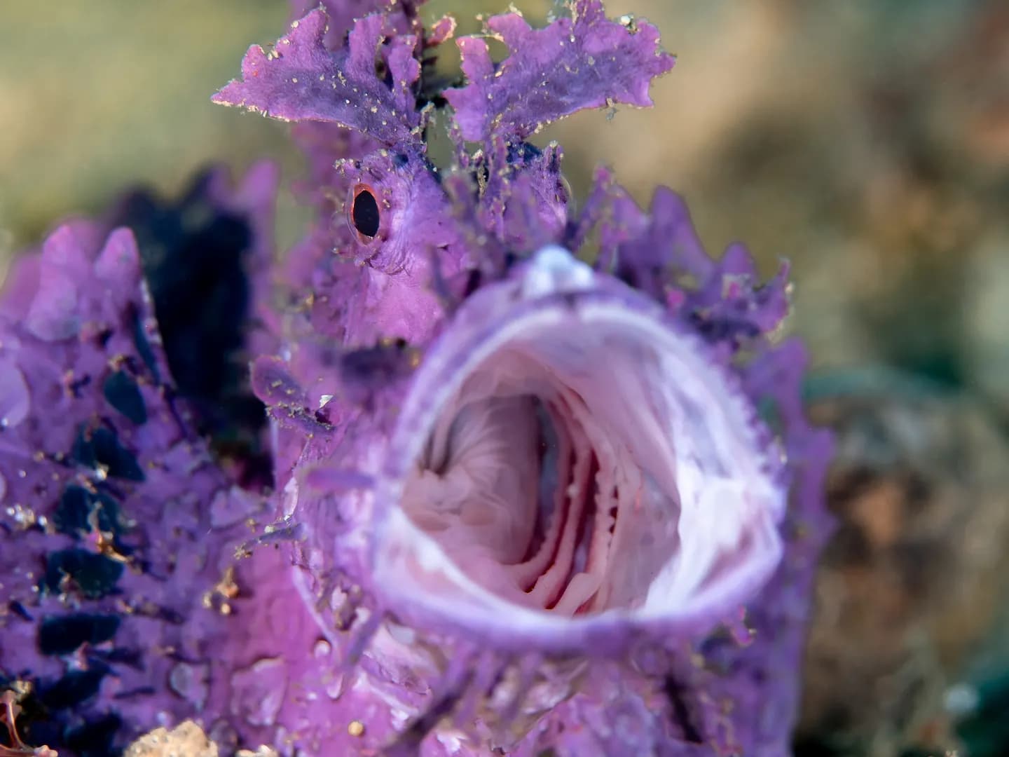 Lacy Rhinopia