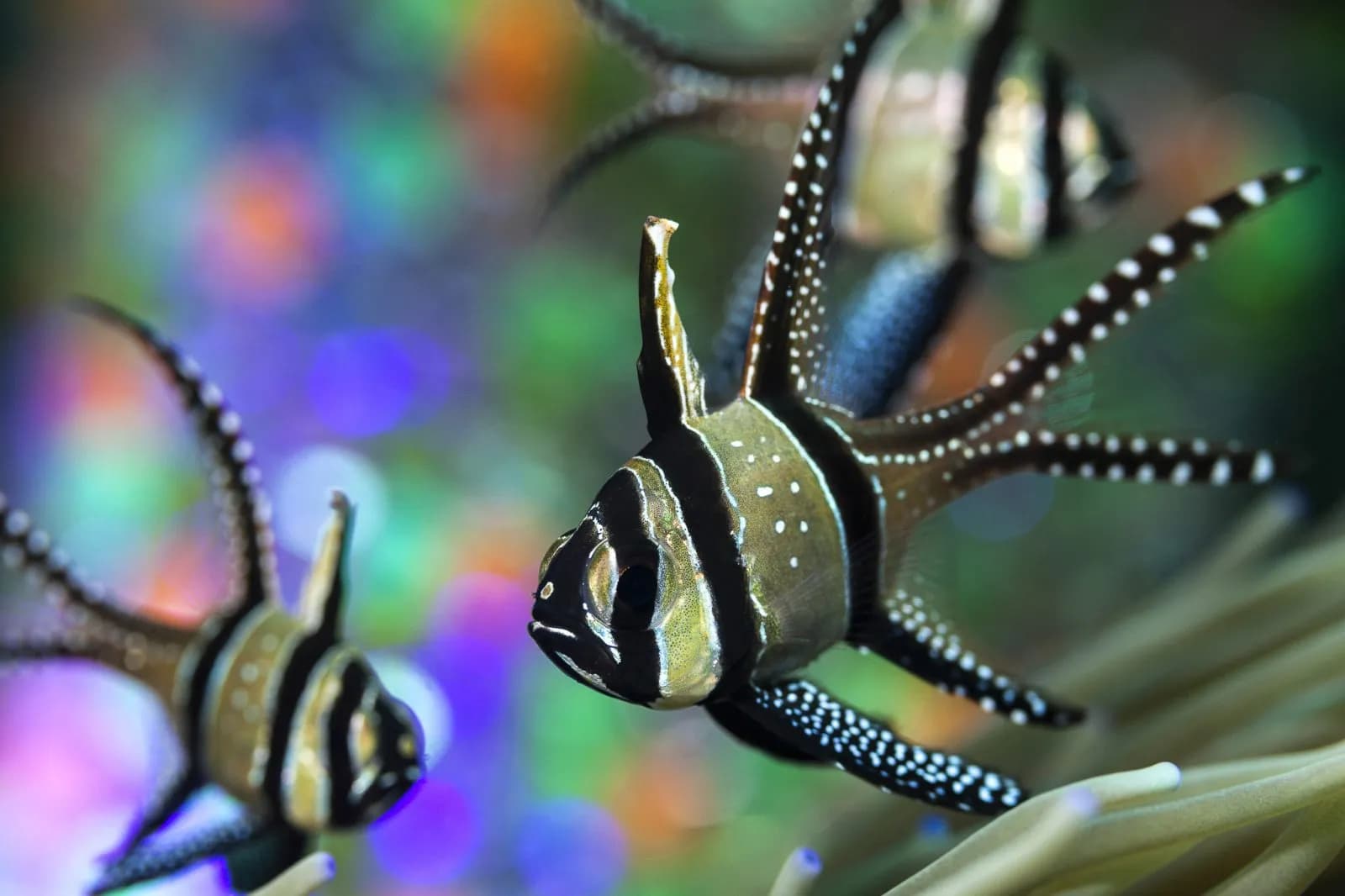 JerryBanggai cardinal fish ( pterapogon kaudemi )
