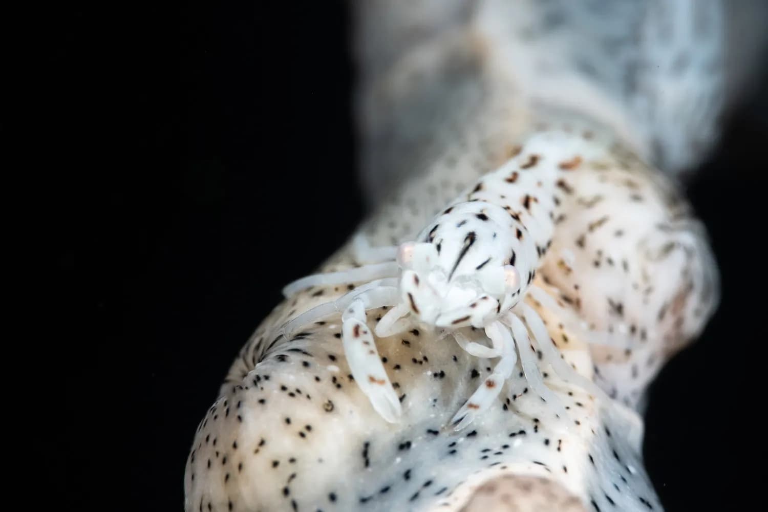 Leopard Shrimp, Ross Makulic