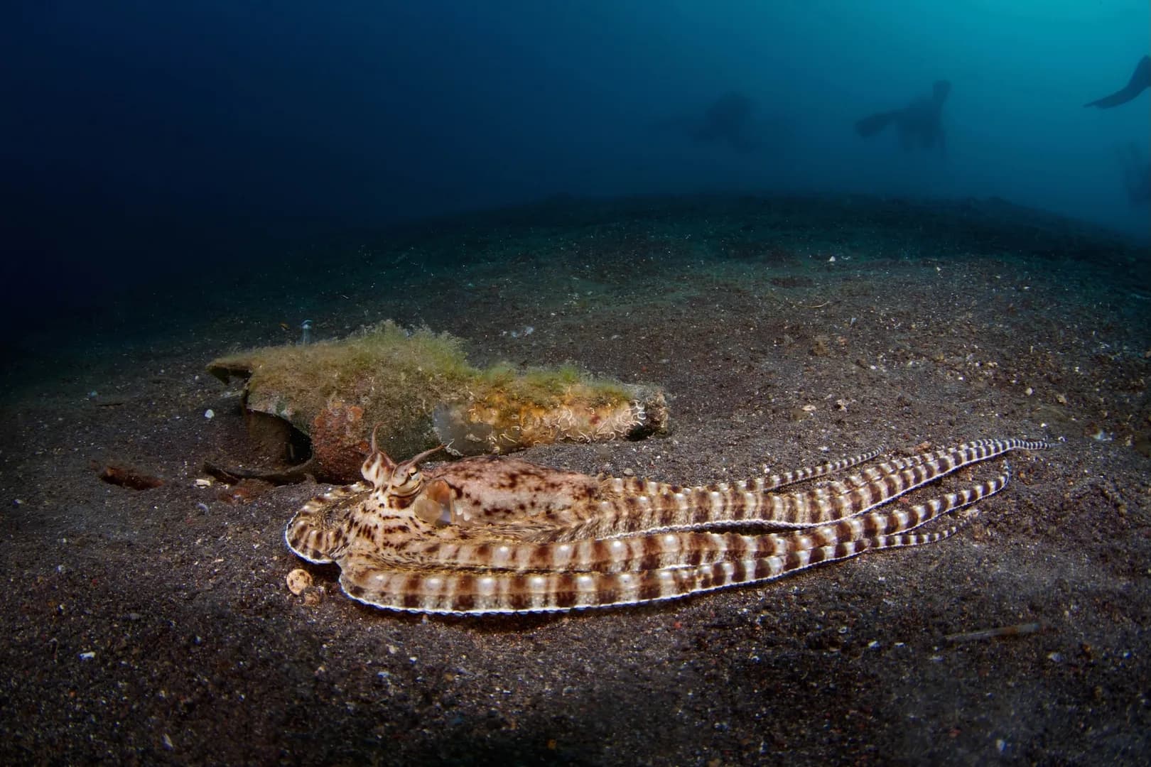 Mimic Octopus, Thaumoctopus Mimicus