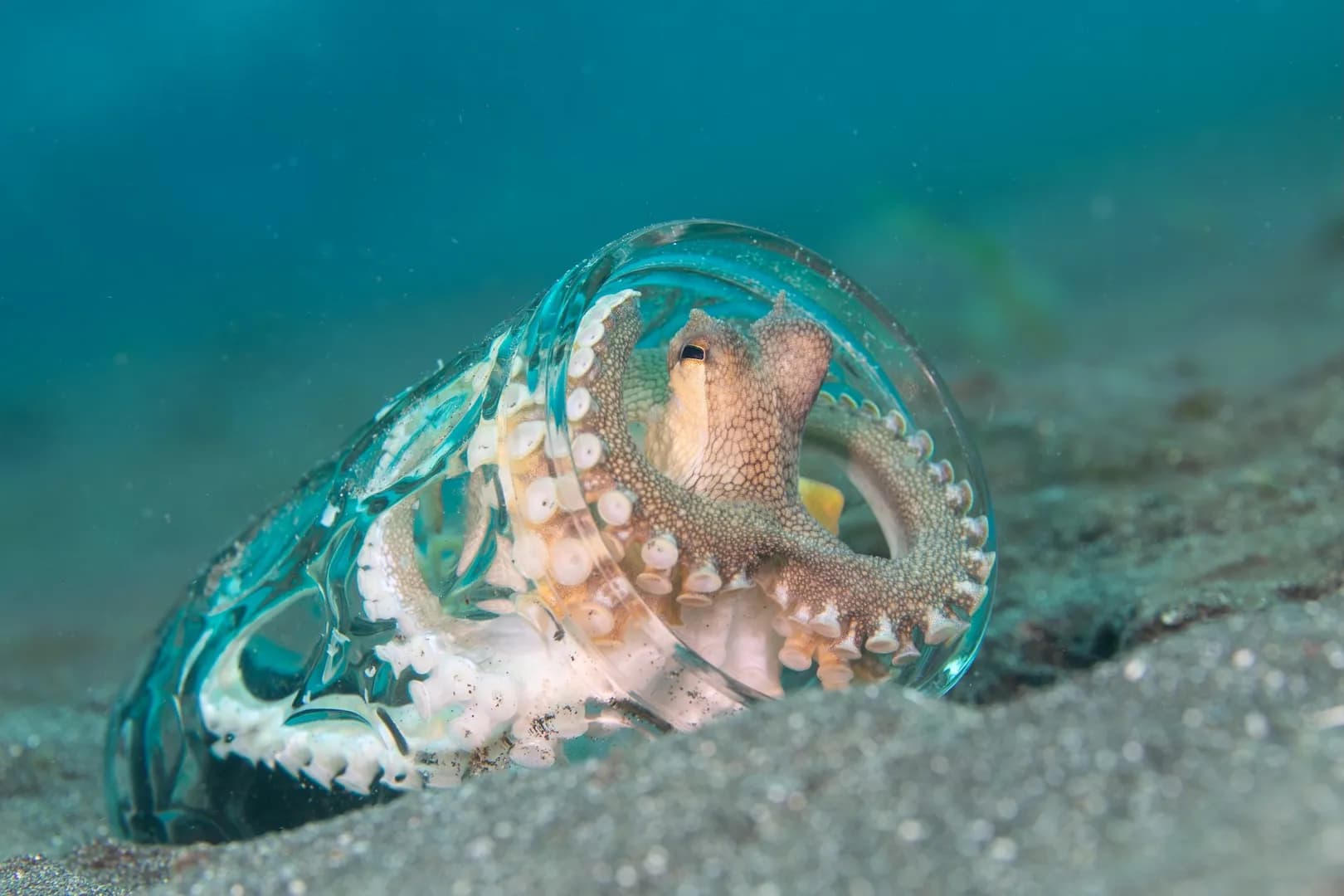 Octopus in a glass