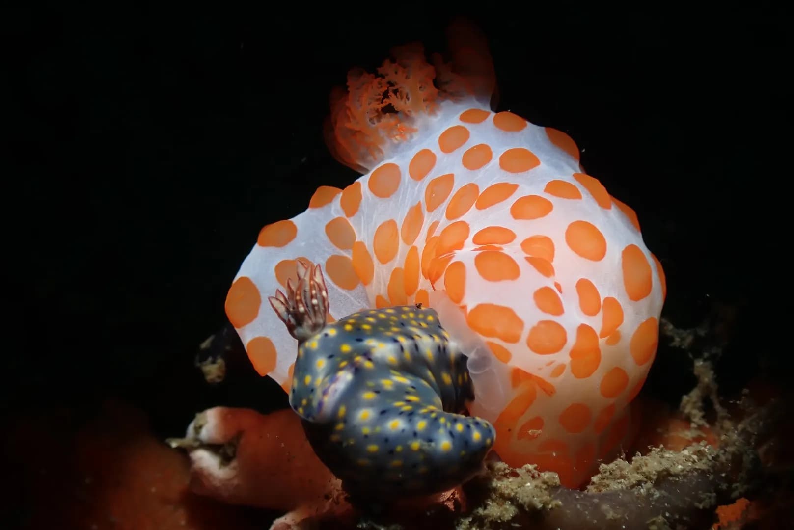 Orange Spotted Gymnodoris by CARTER