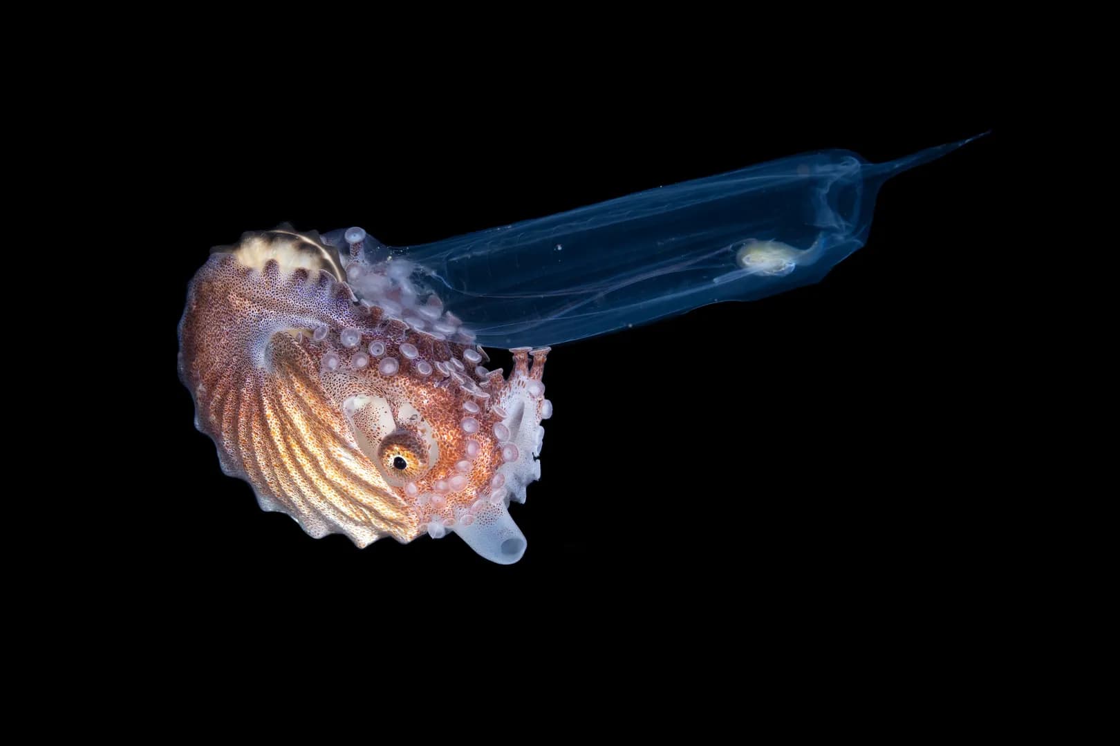 Paper Nautilus Holding on to a Salp - Lawrence G Watkins