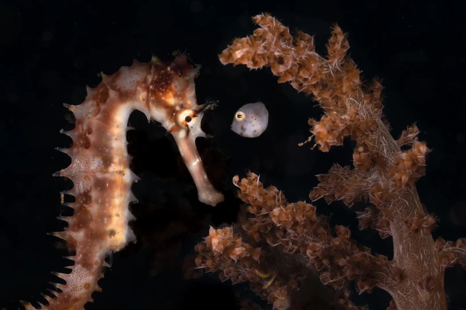 Pendergrass seahorse and file fish lembeh
