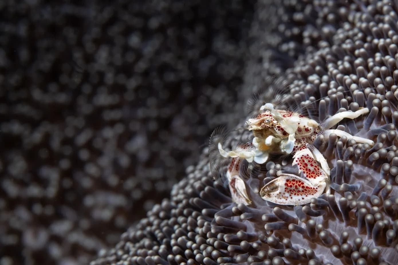 Porcelain Crab - Lawrence G Watkins