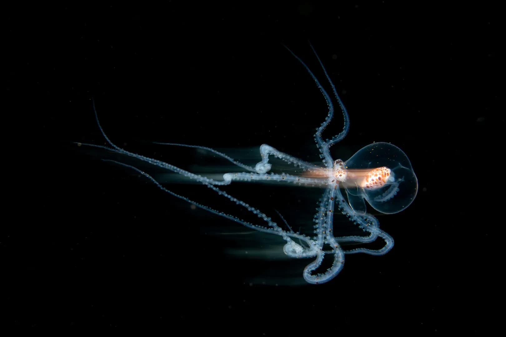 Post Larval Wonderpus