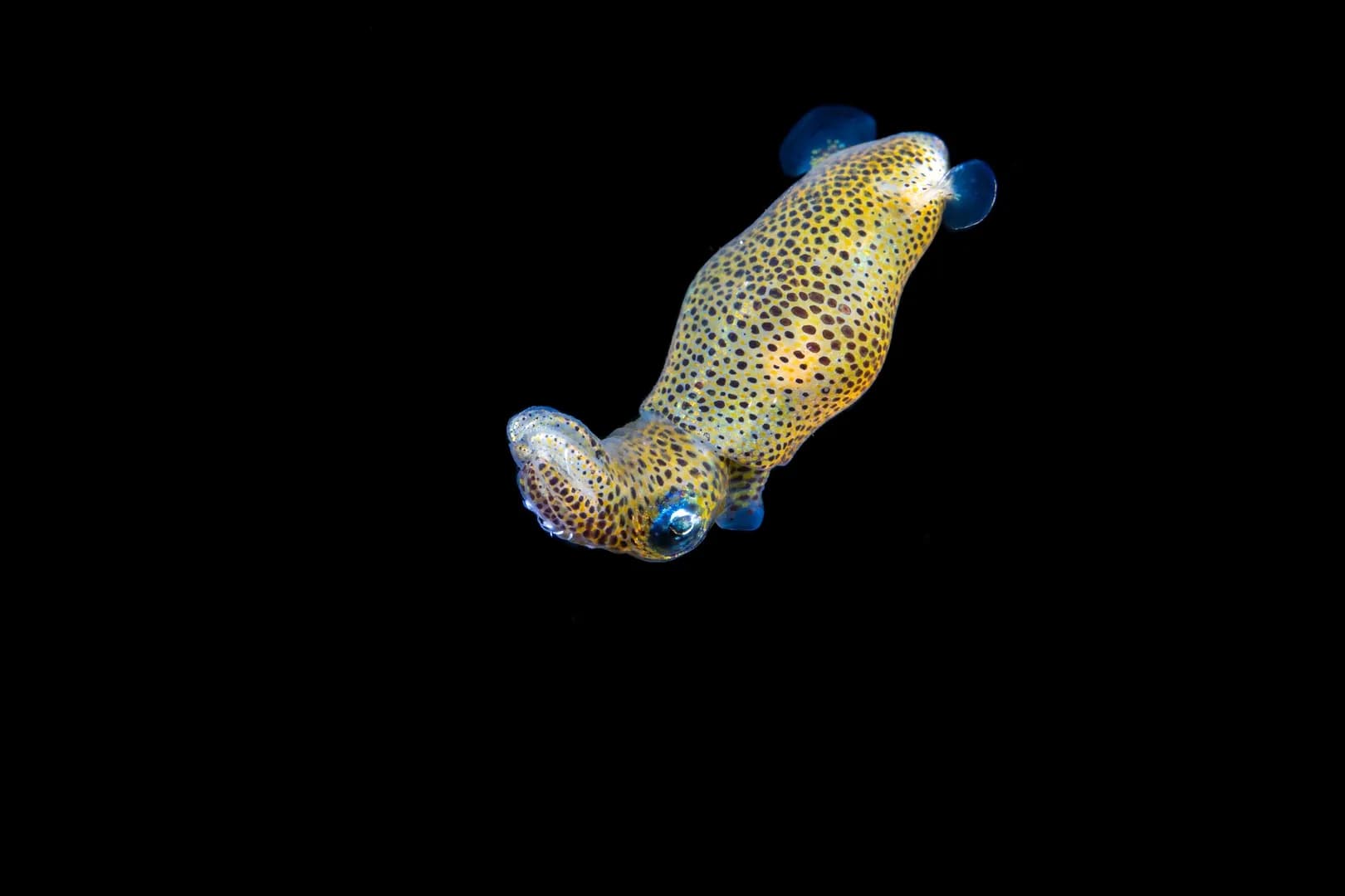 Pygmy Squid - Lawrence G Watkins
