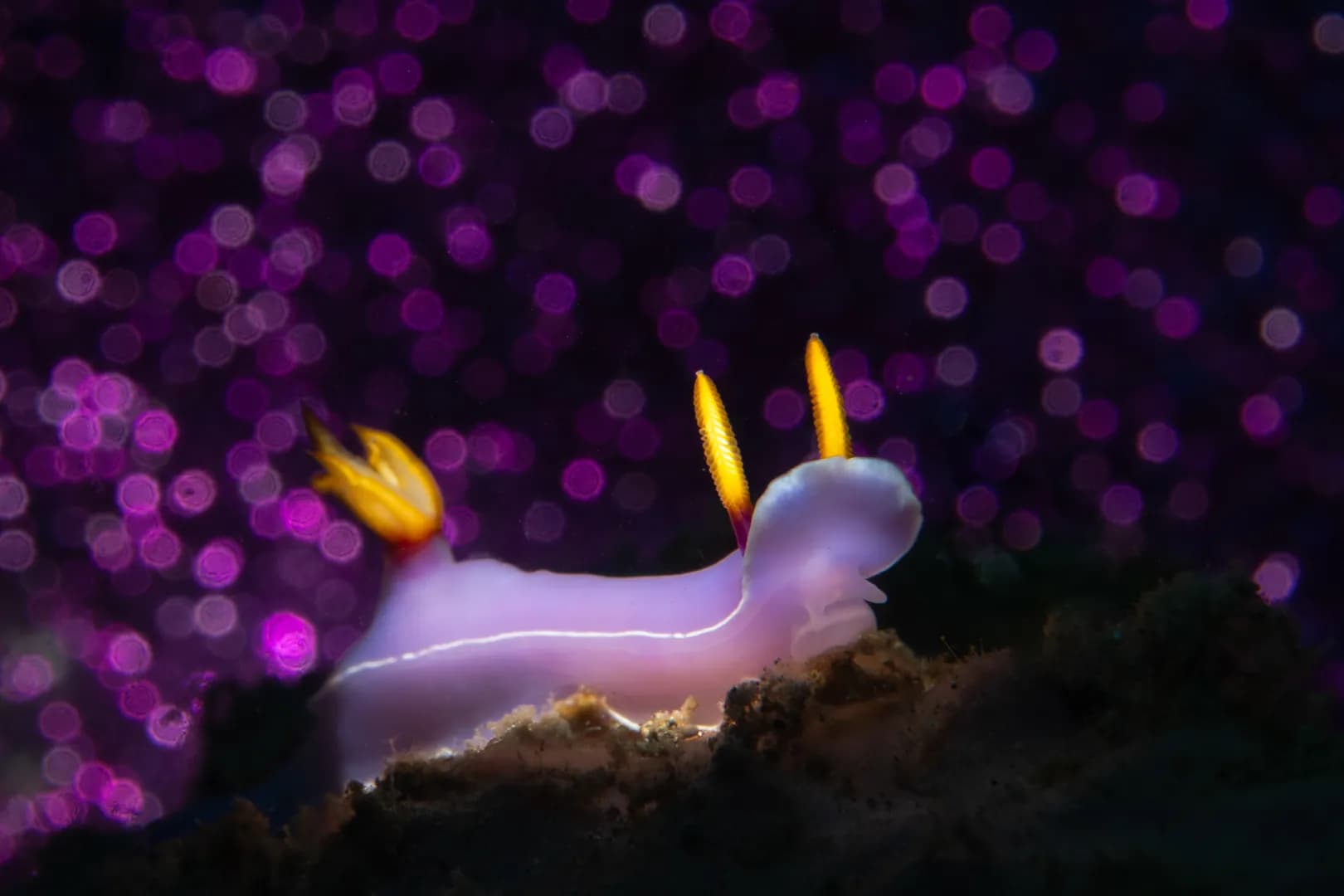 Ron Watkins Hypselodoris apolegma