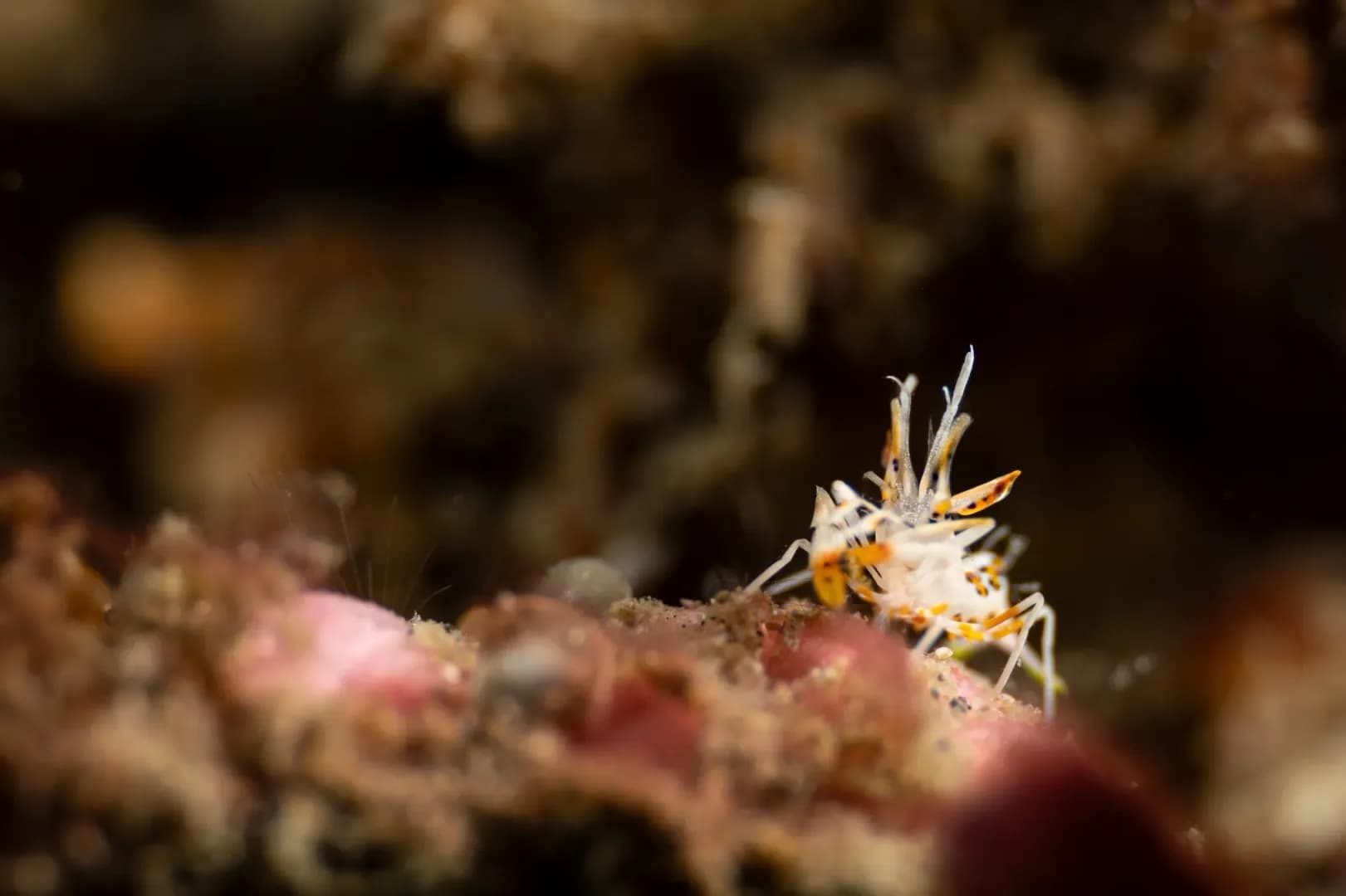 Tiger Shrimp - Lawrence G Watkins