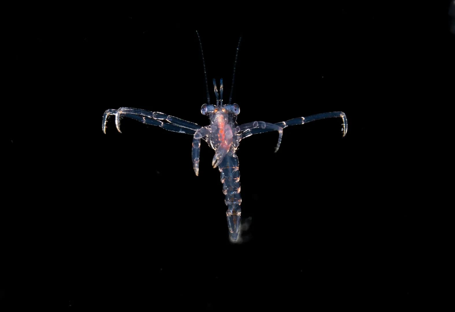 Undescribed Crustacean - Lawrence G Watkins V