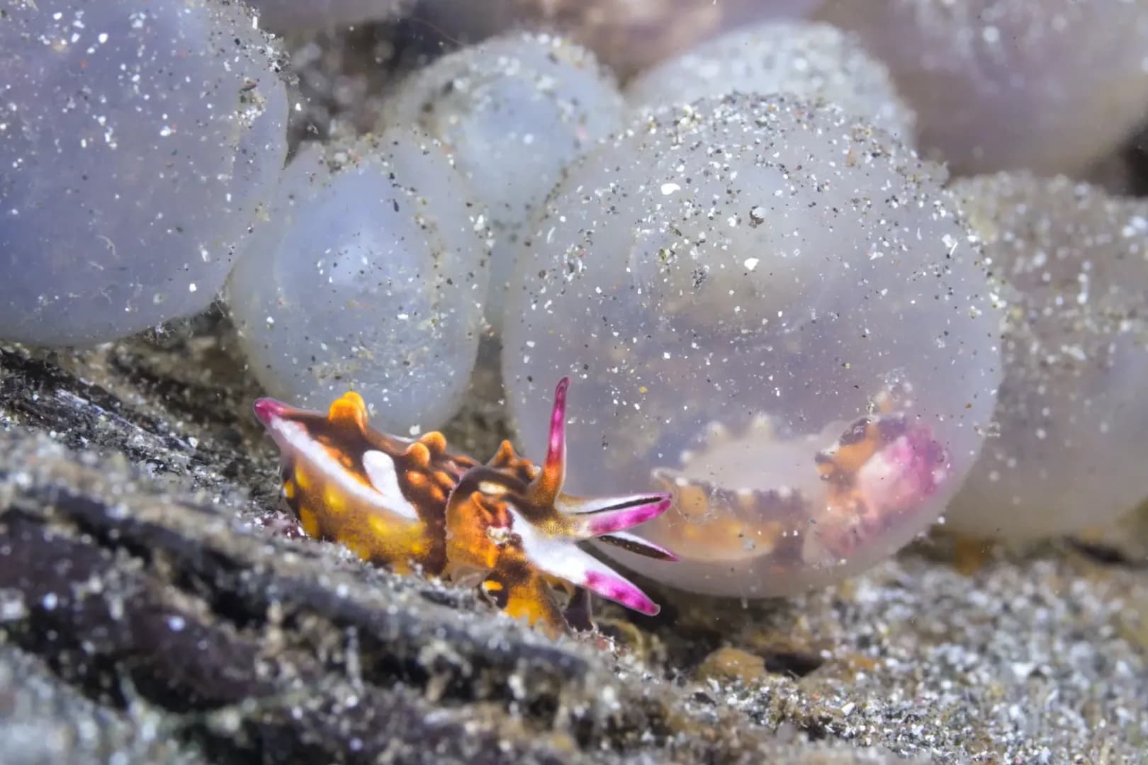 Flamboyant cuttlefish juveniles are near-perfect replicas of their parents