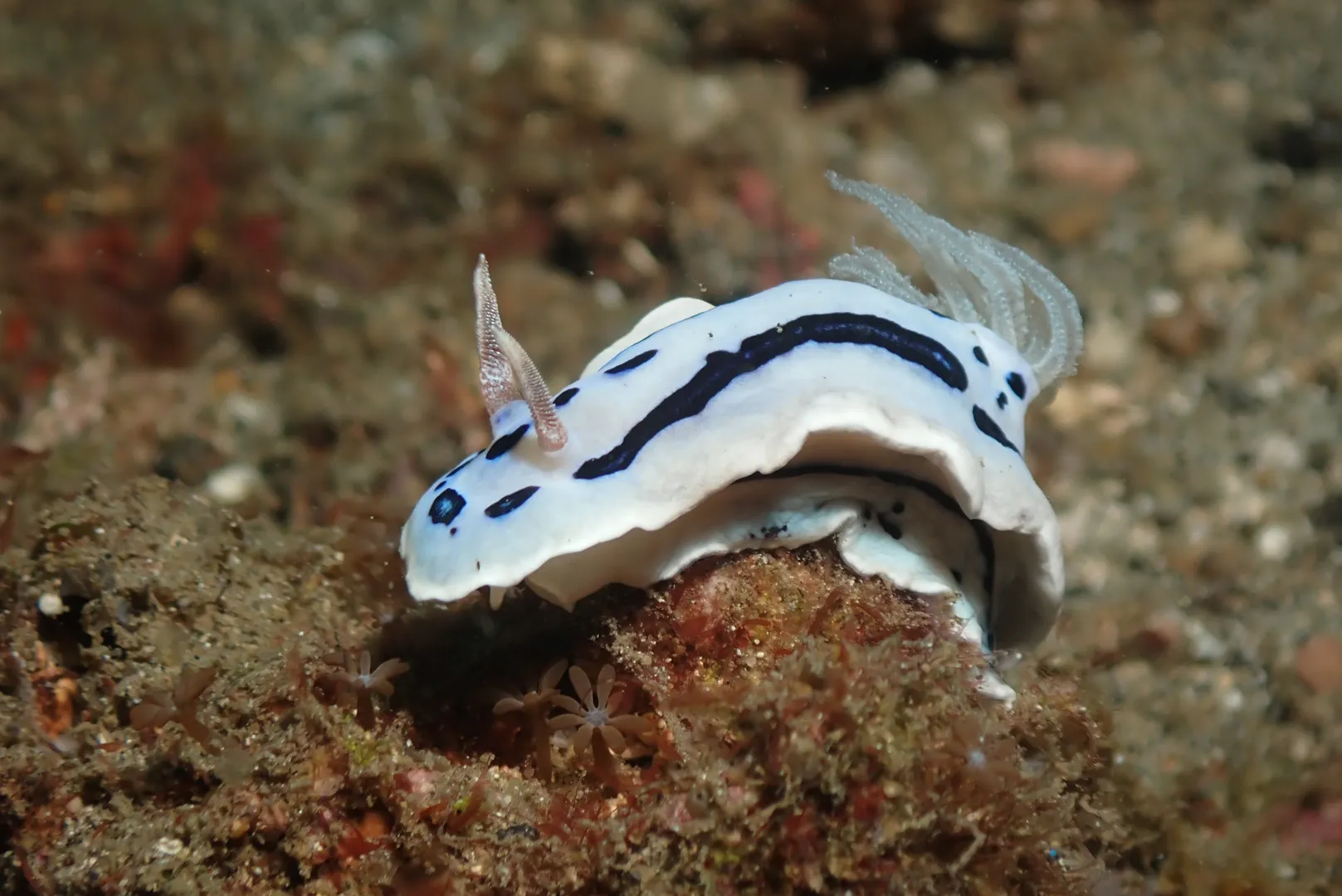 Chromodoris willani - Chromodoris willani Nudibranch - Lembeh Resort