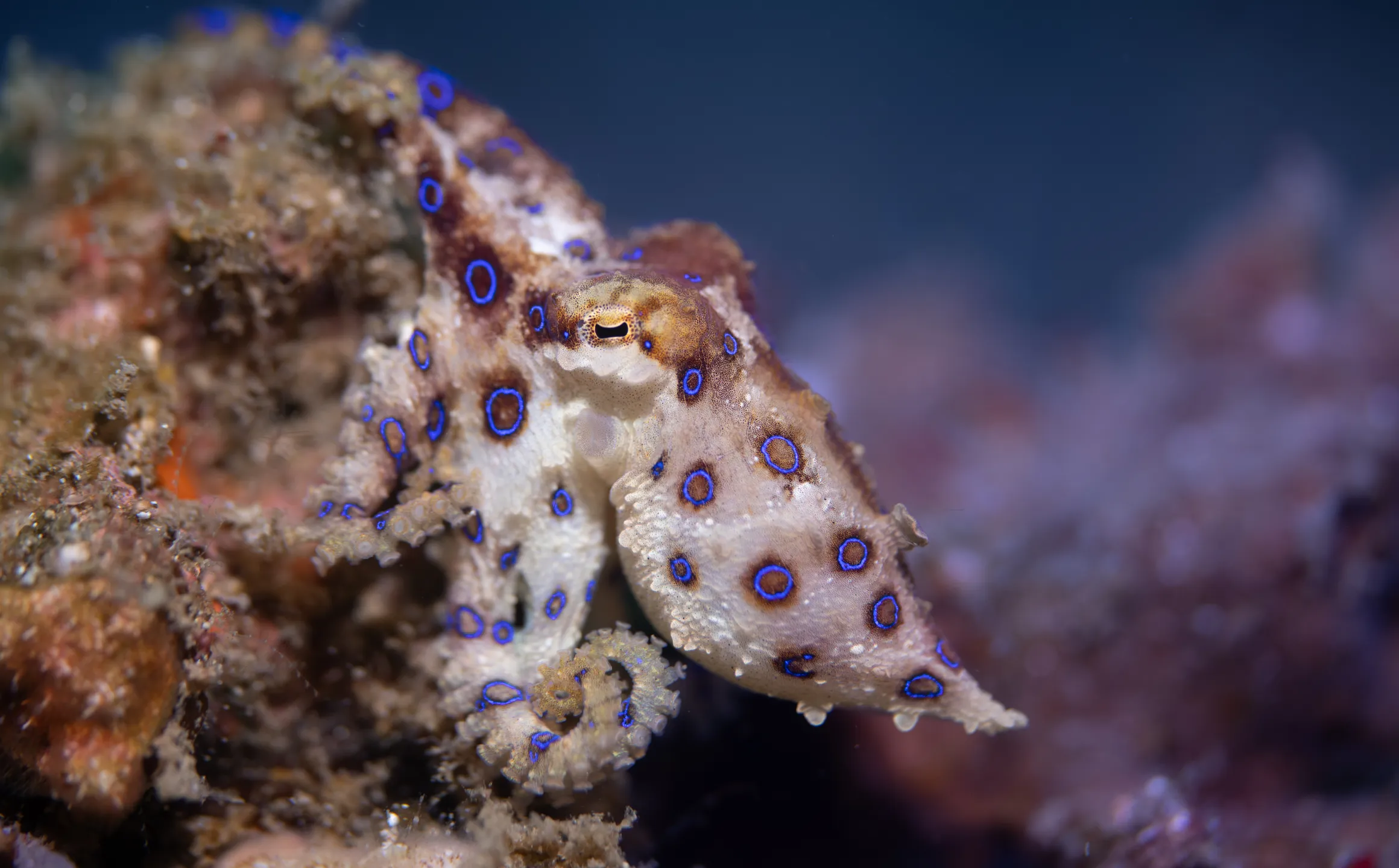Blue Ringed Octopus Eating Animal