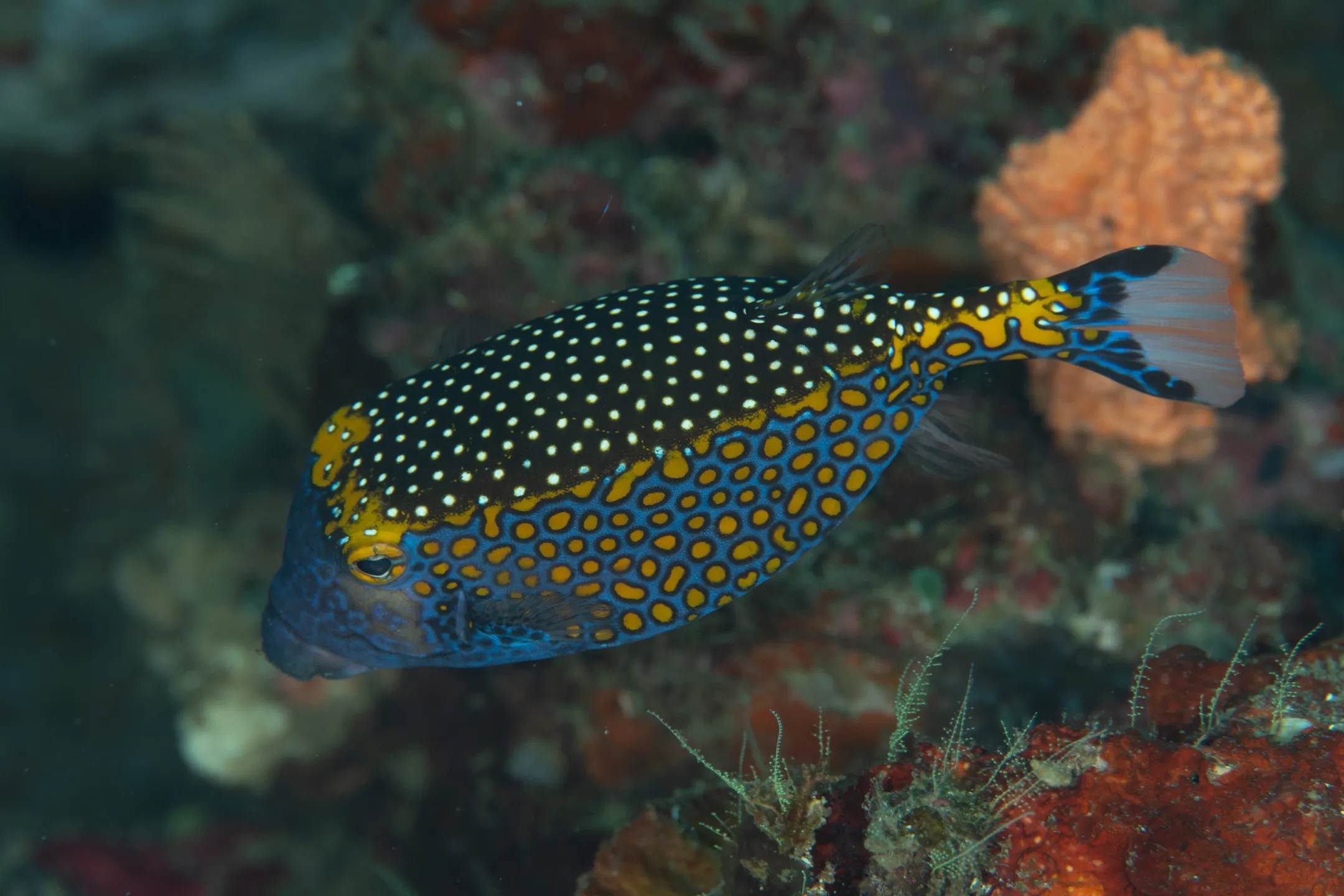 blue spotted box fish Pair NYAquatic 559 Blue Spotted Boxfish Royalty-Free