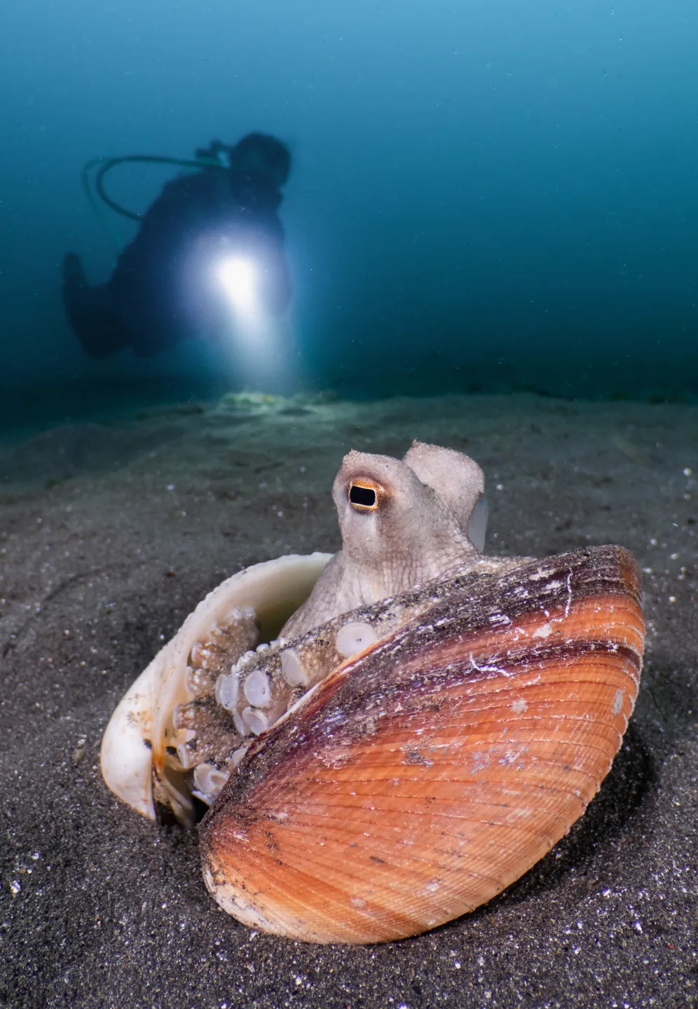 Reticulate Stargazer (Uranoscopus sp.) | Lembeh Resort