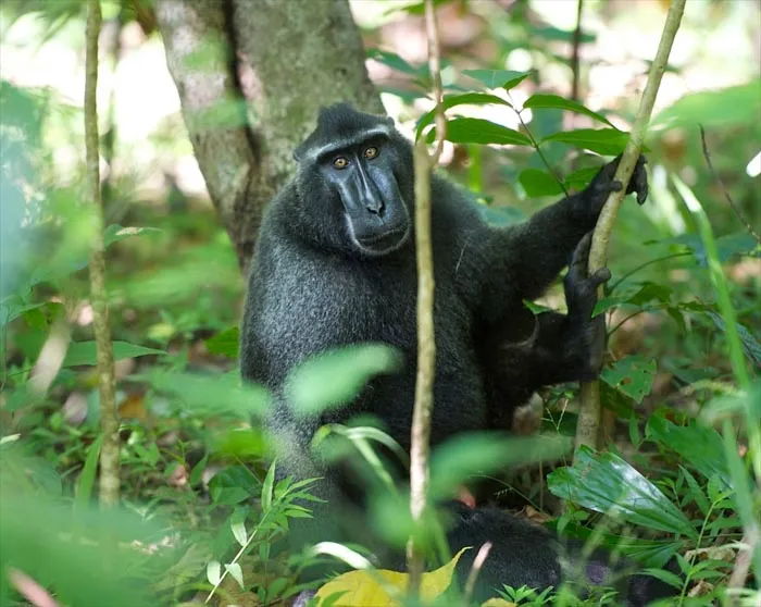 NATURAL MOUNTAIN MONKEYS HAKU【箔】BLACK（2,460 Black