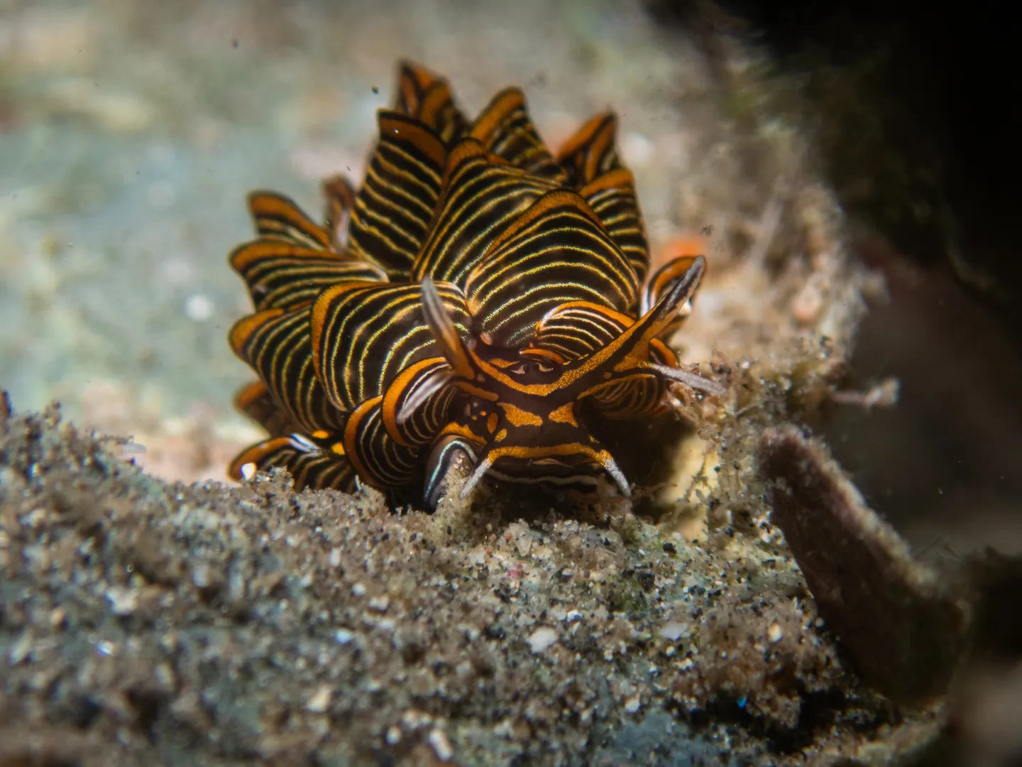 Tiny Treasures: Discover the Nudibranchs of North Sulawesi 