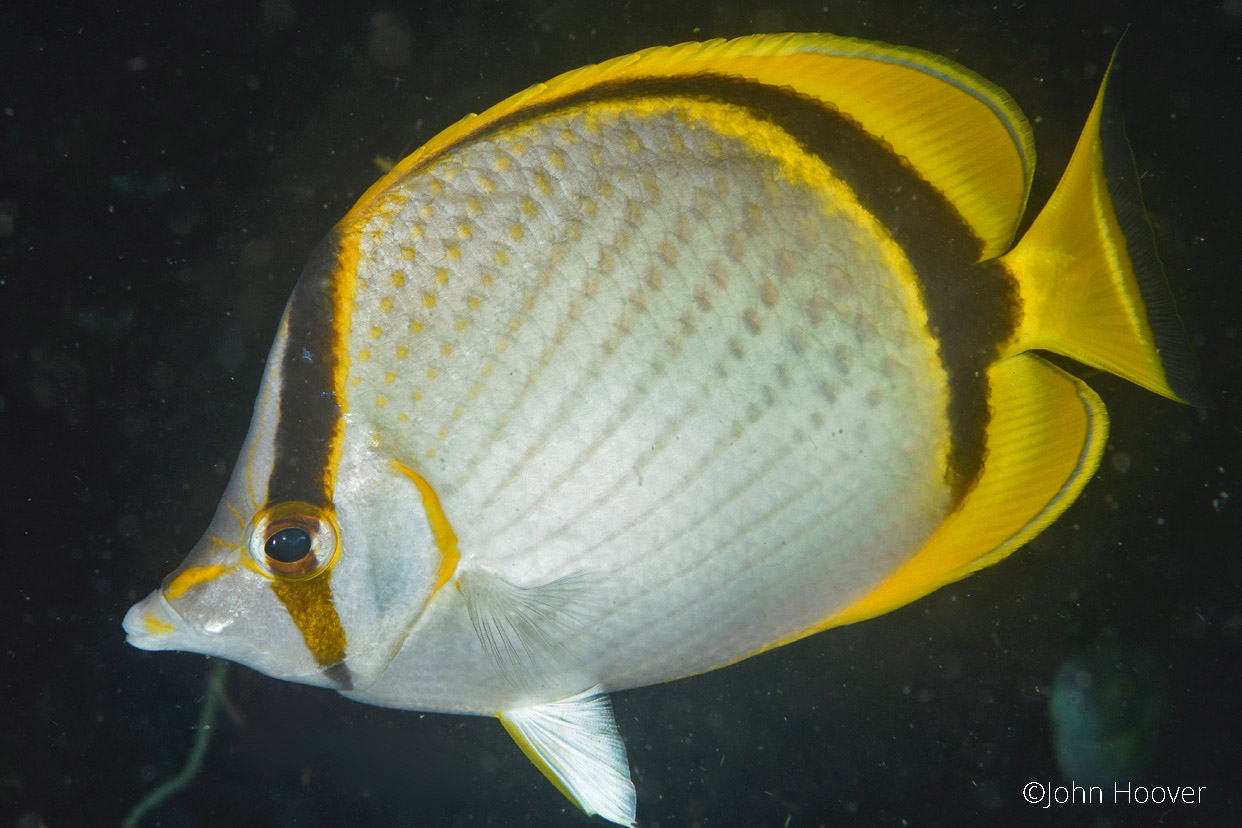 Photo Image Yellow dotted butterflyfish Chaetodon selene