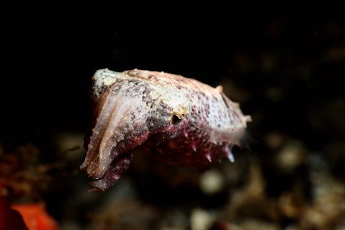 Lembeh Pygmy Cuttlefish