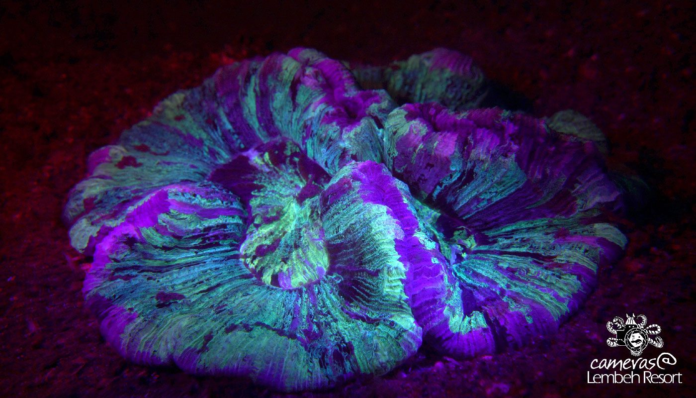 Critters of the Lembeh Strait | November Highlights