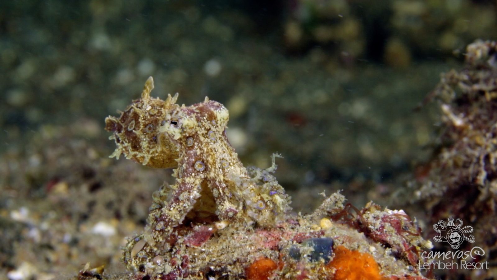 Critters of the Lembeh Strait | 2018.03 A New Beginning