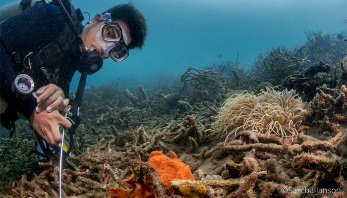 Nudibranch Marine Biologist at Lembeh Resort