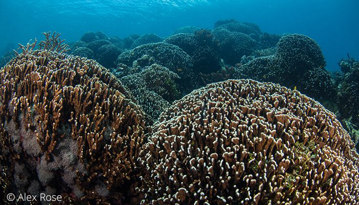 There’s More To Lembeh Than Muck
