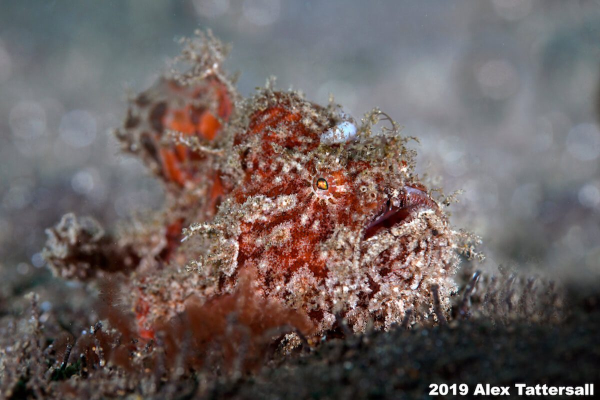 Underwater Photography Workshop