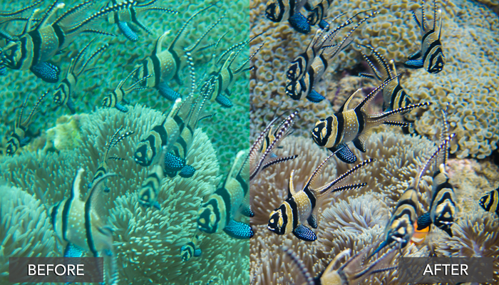 Capturing Critters in Lembeh Workshop 2014 – Mid Week Update