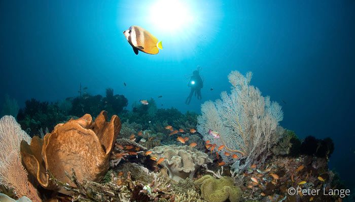 best dive sites in