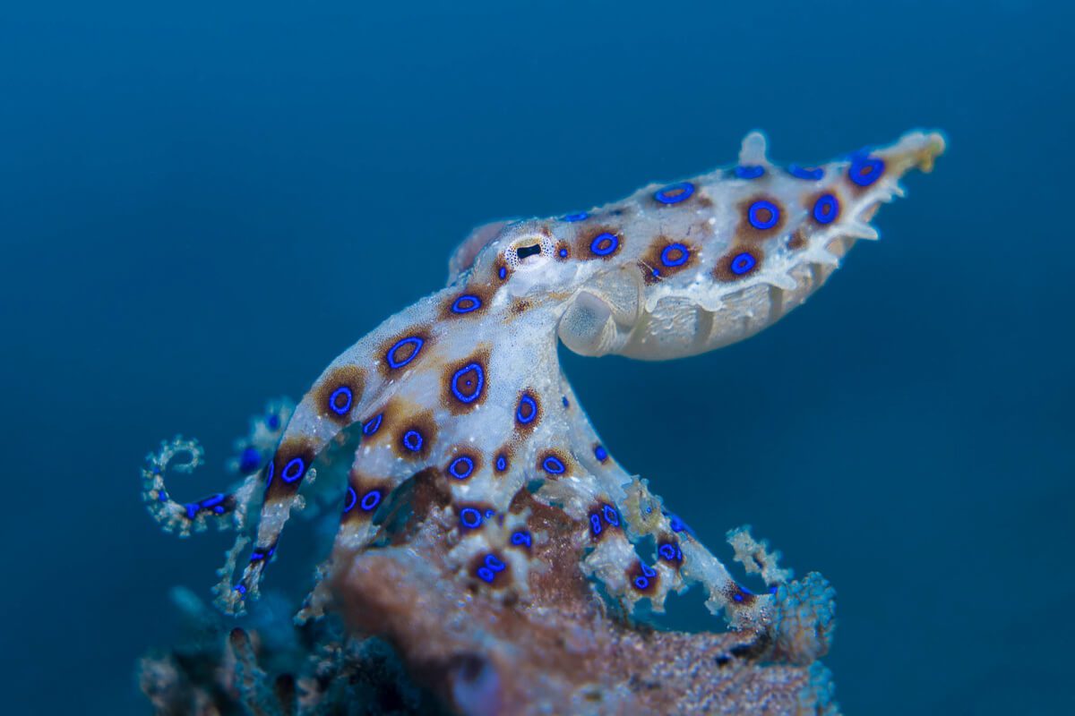 Blue-Ringed Octopus Bite Symptoms and Emergency First Aid